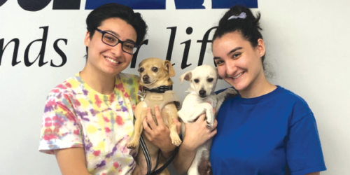 Biscuit (center, right) became the 100th adoptee at the newly renovated spcaLA Mid-City Adoption Center. (photo courtesy of spcaLA)