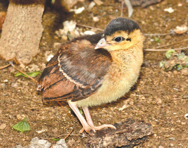The Los Angeles Zoo’s new Congo peafowl chick was born through a species survival program. (photo By Tad Motoyama)